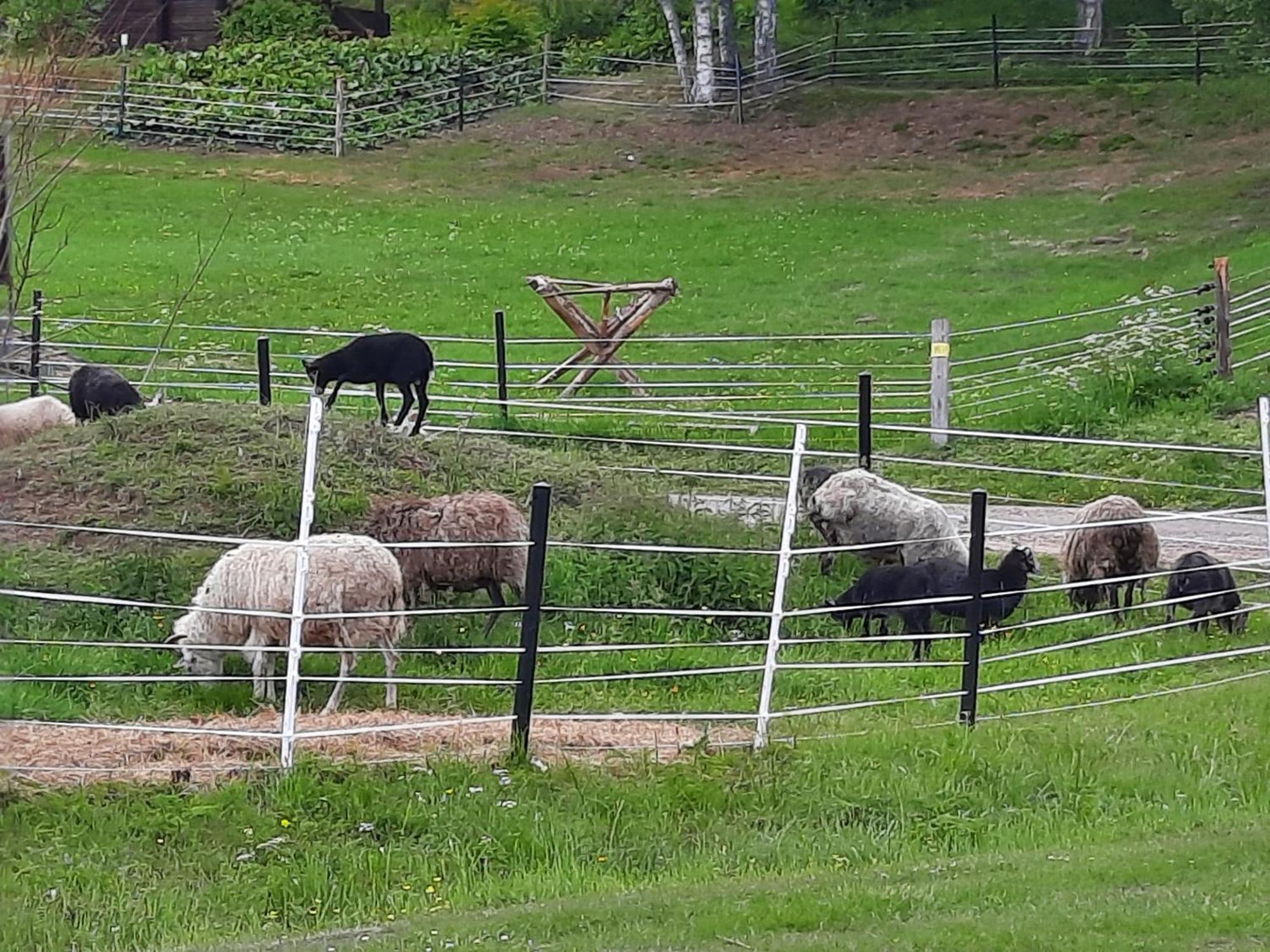 Gemuetliche Blockhuette Fuer Auszeit In Torsby Auf Einem Bauernhof Villa Exterior photo